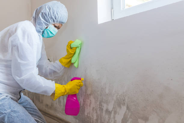 Trusted Bee Ridge, FL Mold Removal & Remediation Experts