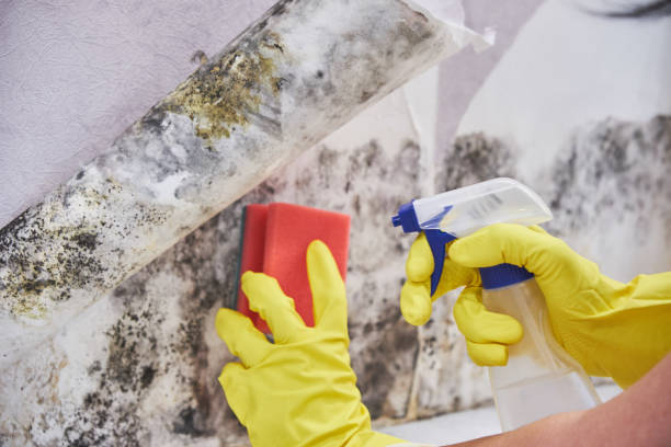 Mold Odor Removal Services in Bee Ridge, FL